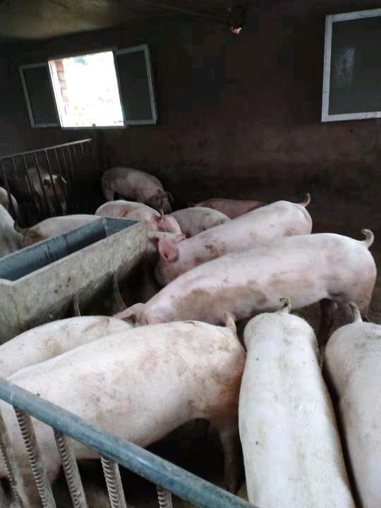 新五丰：当前仔猪出栏成本较年初下降了25%以上、肥猪增重成本较年初下降了15%以上