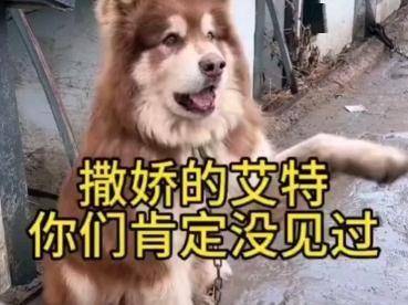 潘宏回应给狗狗艾特洗澡致死，企查查显示其近期入股传媒公司