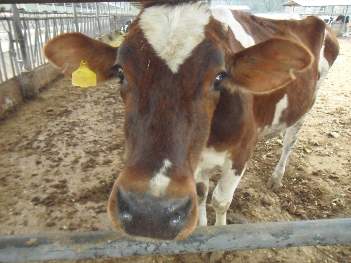 中证畜牧养殖指数如何炼成盈利的“周期平衡术”？