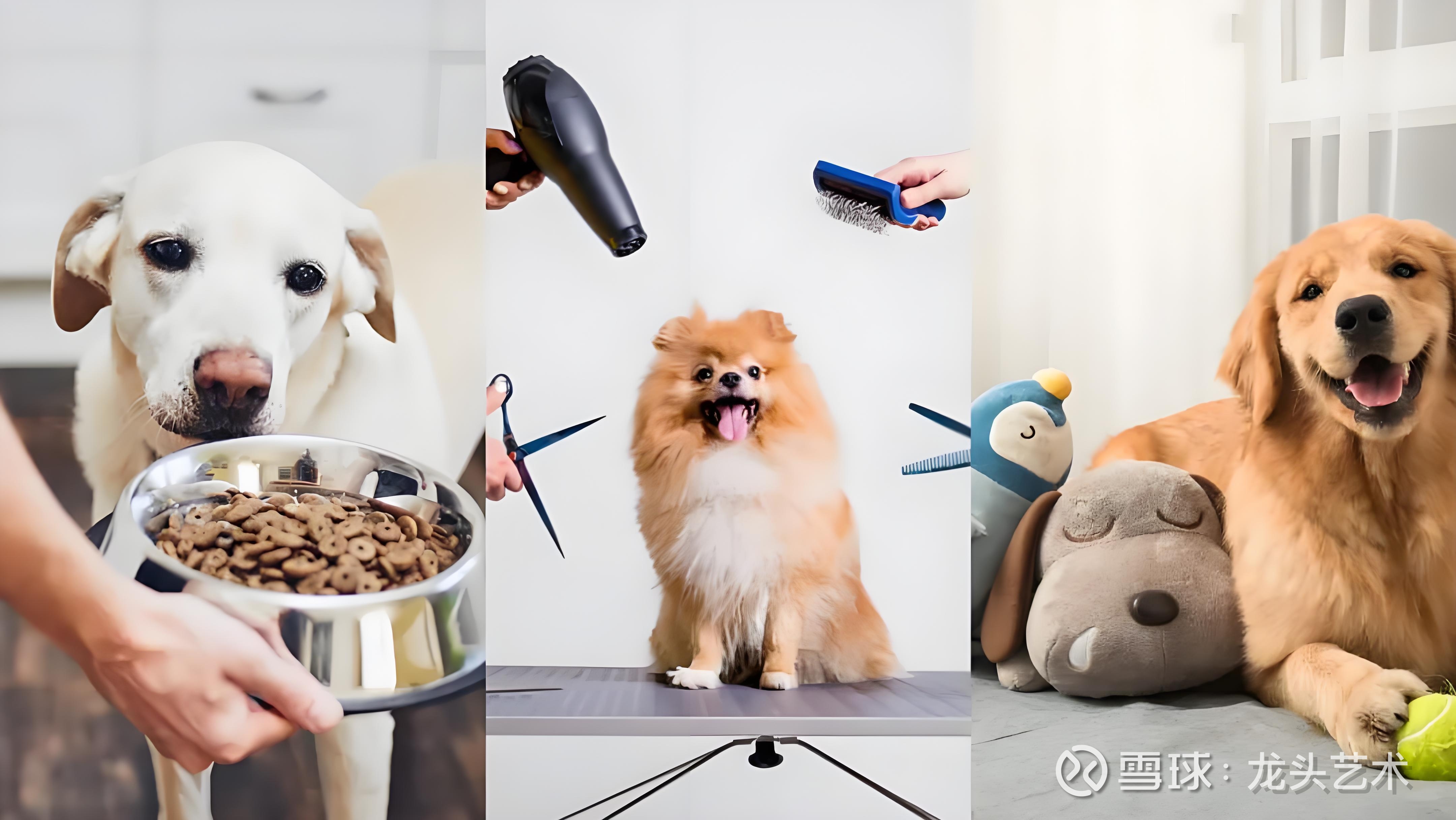 宠物消费结构在升级!企查查:超3成宠物经济相关企业在华东