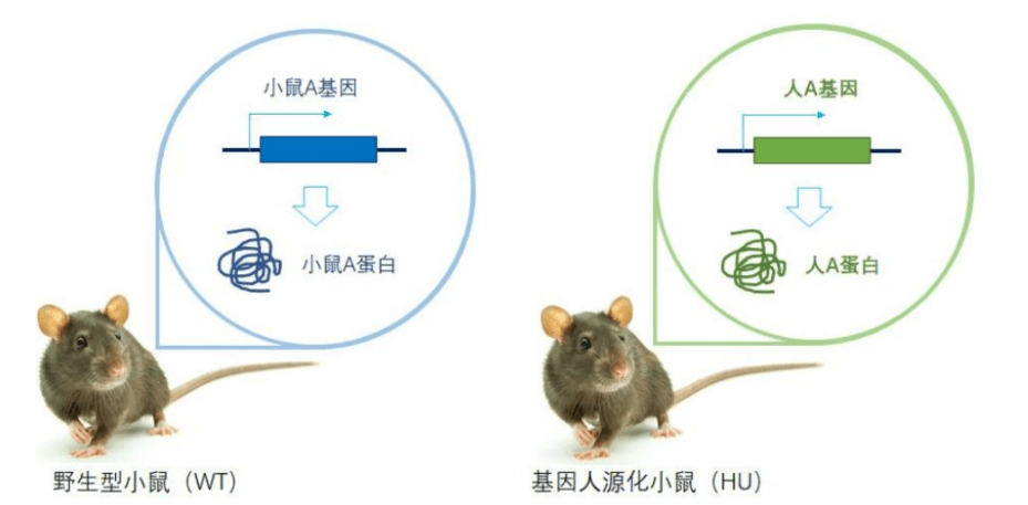 南模生物:11月13日召开业绩说明会,投资者参与