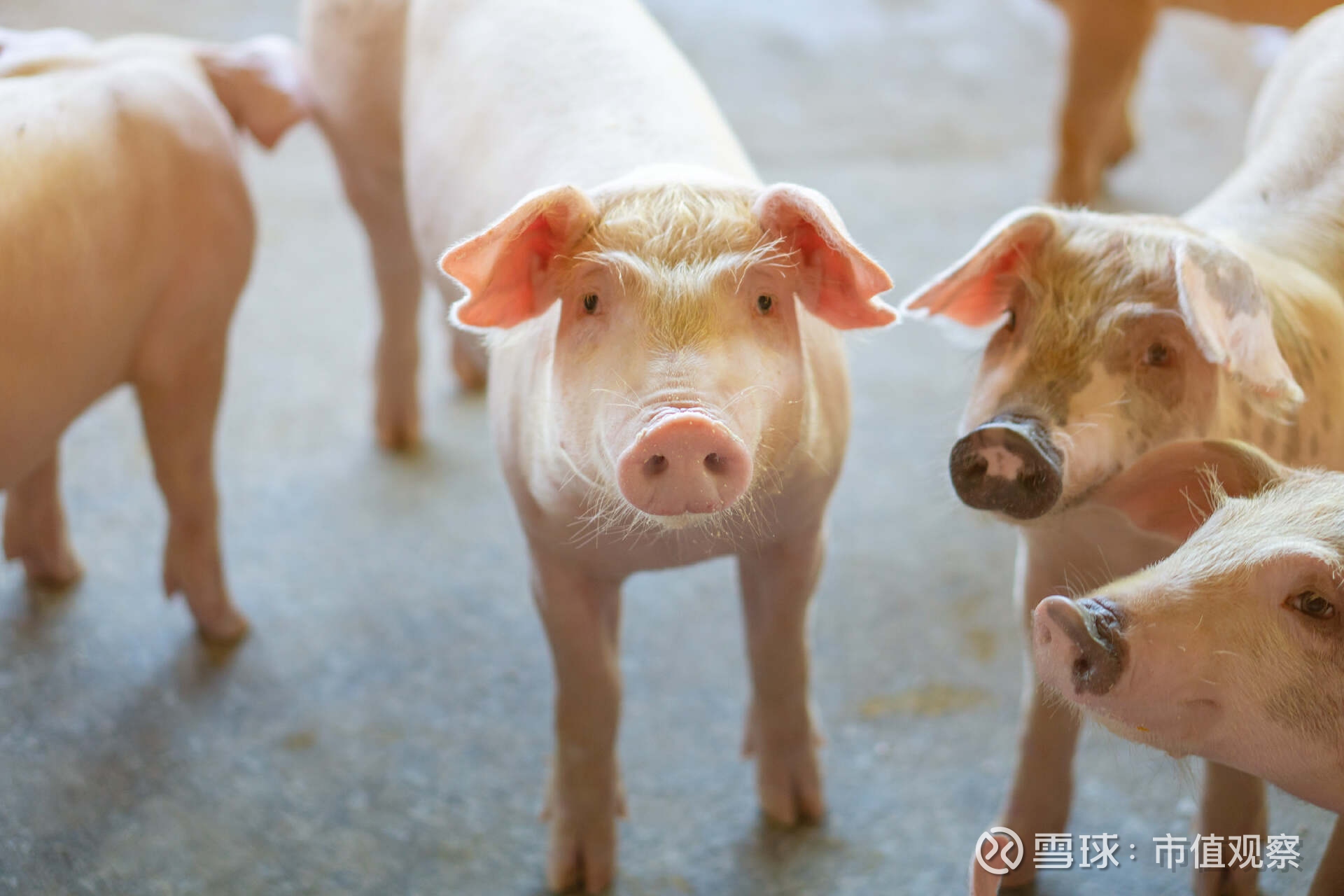 “昔日猪王”温氏股份营收首超1000亿大关 一年大赚超92亿元