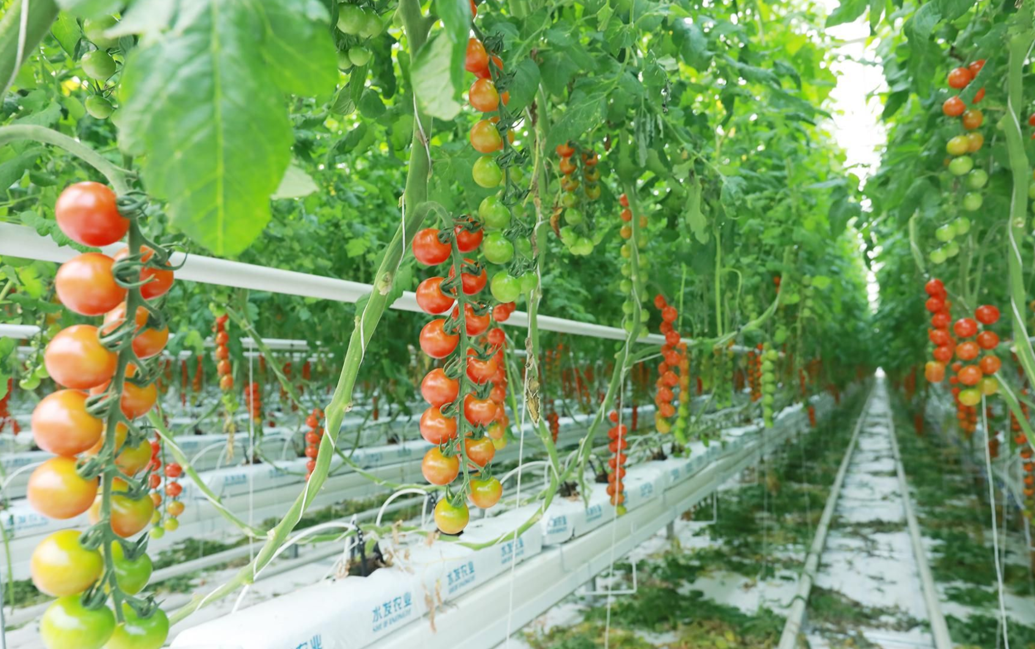 资本活水润沃野:国有基金赋能农业产业高质量发展