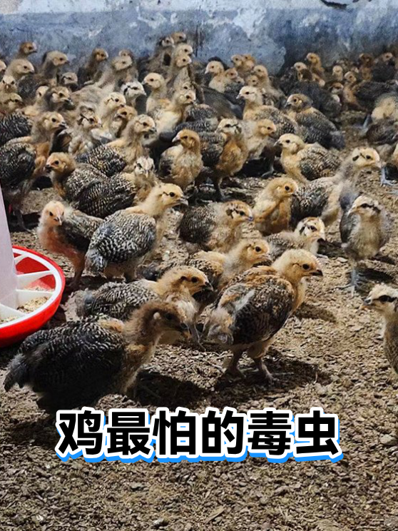 剧痛！别碰！别揉！近期这种毒虫频现，有人一不小心就中招了！