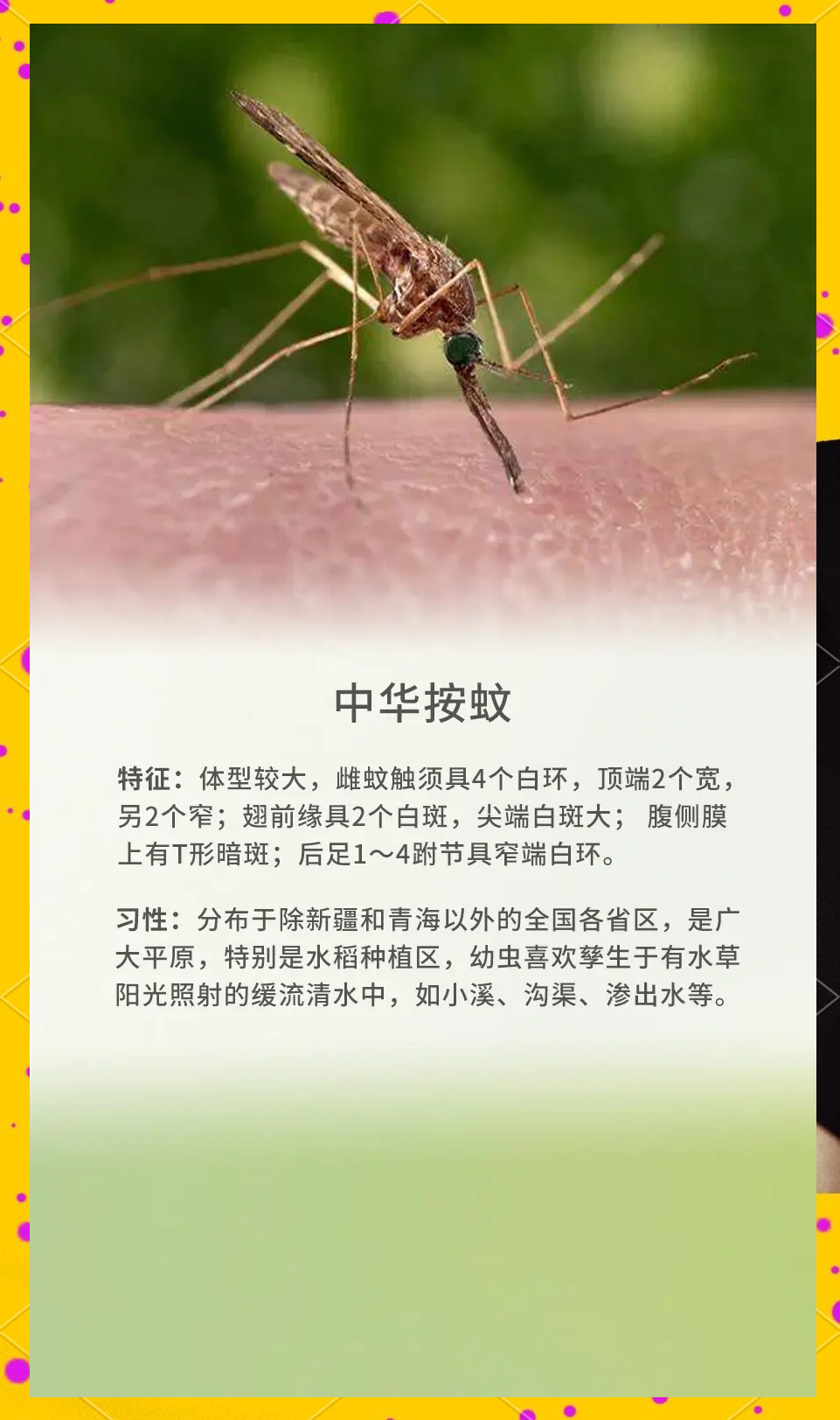 唠“科”话丨为啥蚊子总叮你？“招蚊”跟血型相关？